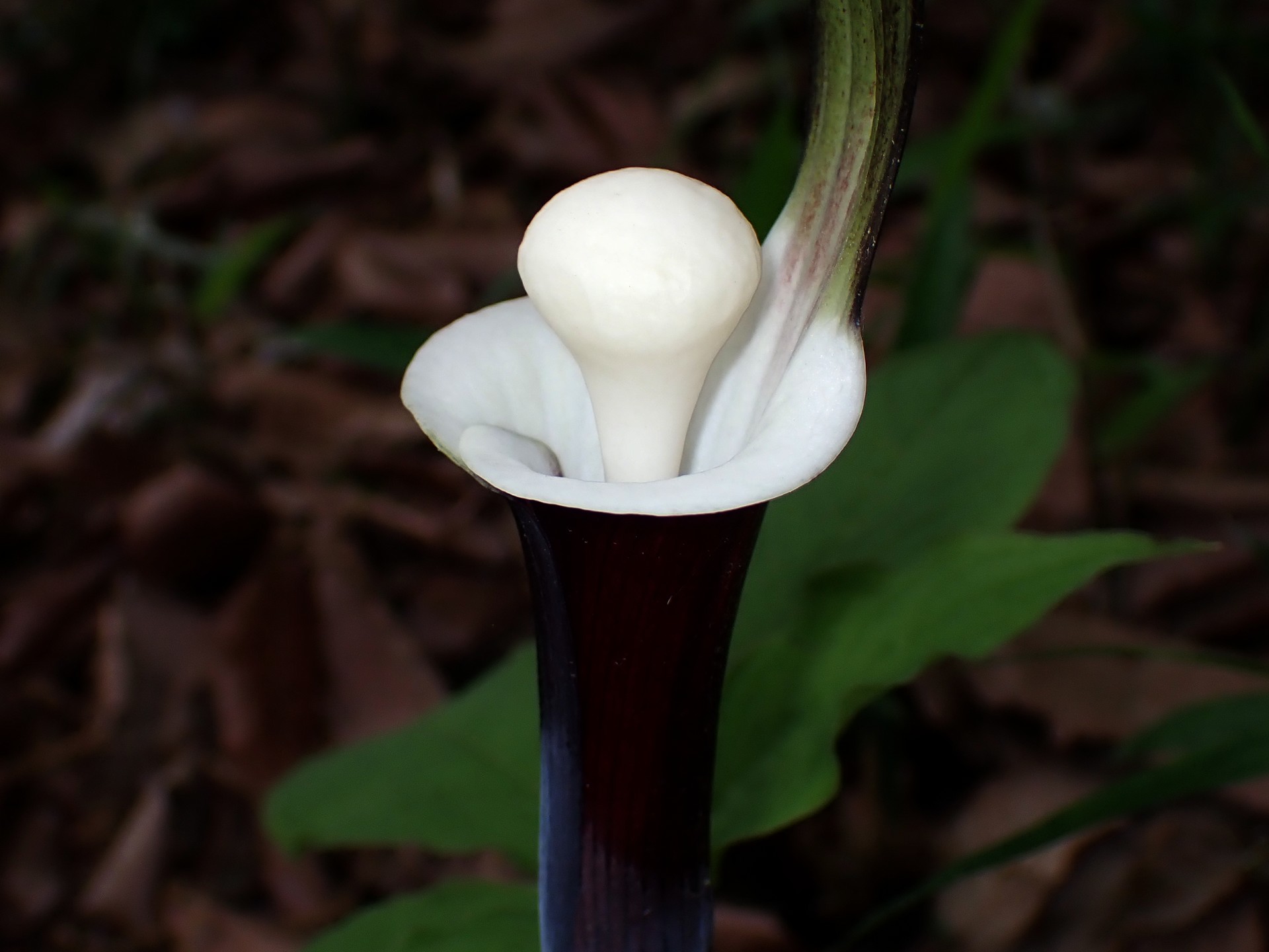 ユキモチソウの花の高画質写真です。横浜市 青葉区 寺家ふるさと村で、2024年4月20日に撮影したものです。