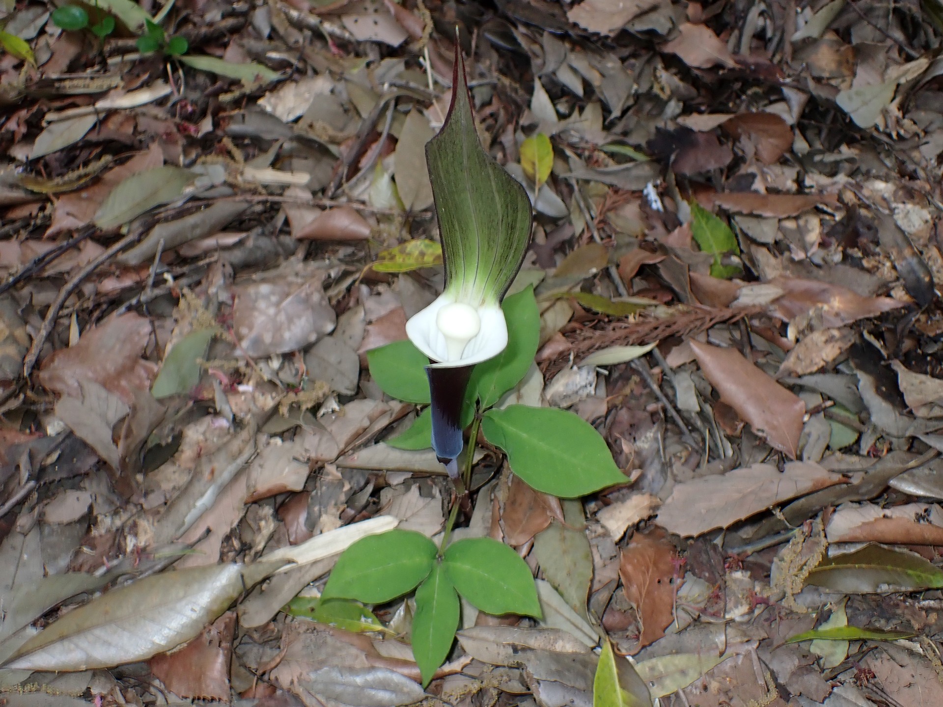 ユキモチソウの全体の高画質写真です。横浜市 青葉区 寺家ふるさと村で、2024年4月20日に撮影したものです。