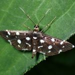 Desmia-funeralis の高画質写真です。横浜市 青葉区 寺家ふるさと村で、2024年5月18日に撮影したものです。