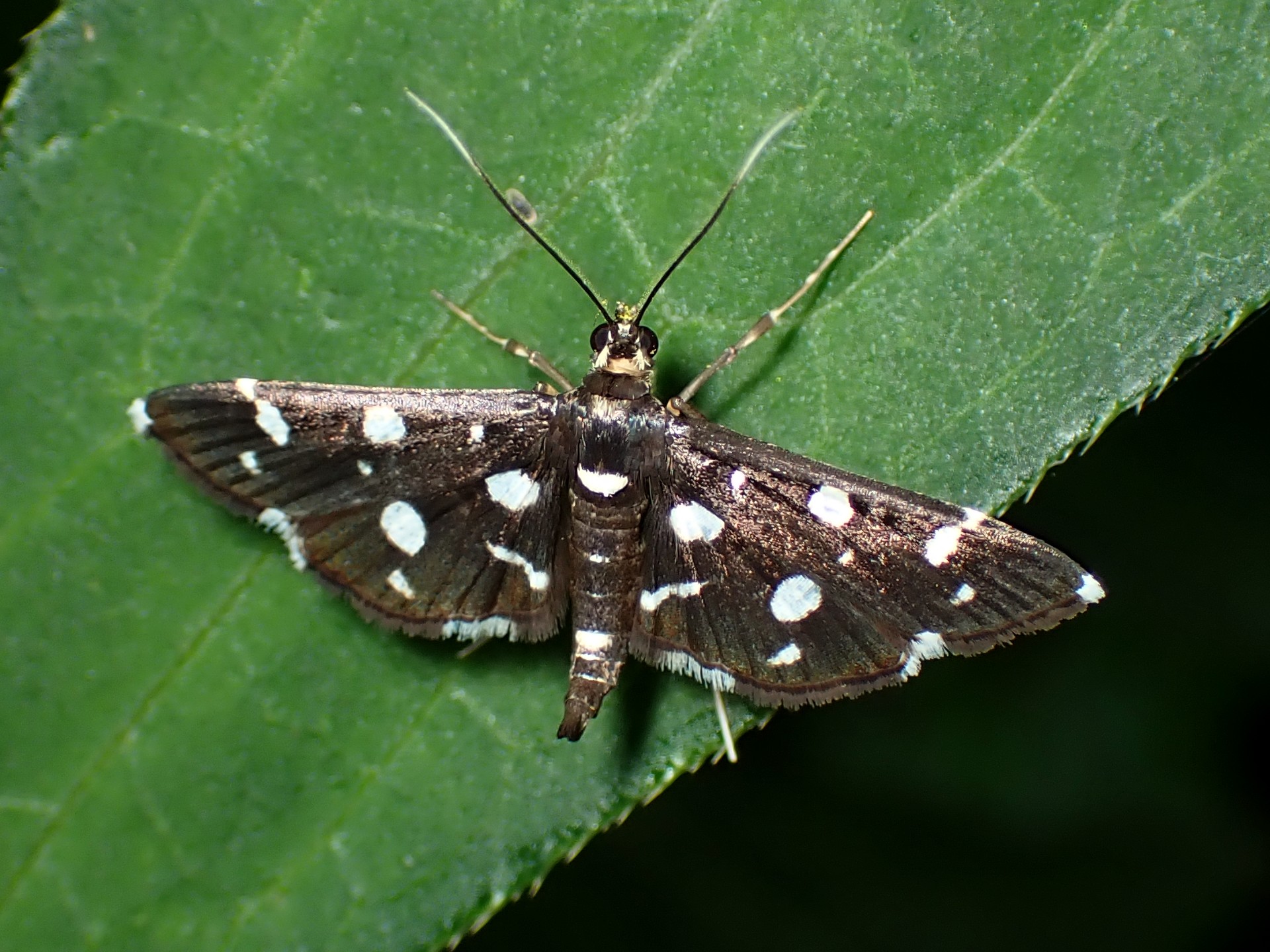 Desmia-funeralis の高画質写真です。横浜市 青葉区 寺家ふるさと村で、2024年5月18日に撮影したものです。