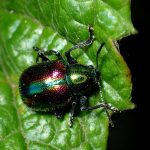 アカガネサルハムシの高画質写真です。横浜市 青葉区 寺家ふるさと村で、2024年5月5日に撮影したものです。