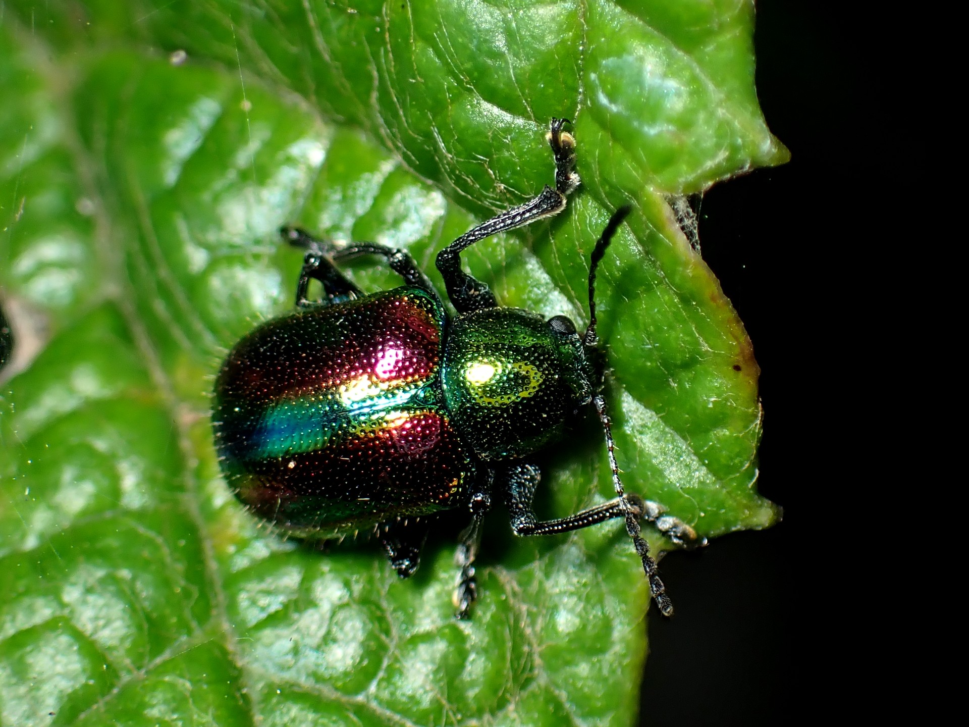 アカガネサルハムシの高画質写真です。横浜市 青葉区 寺家ふるさと村で、2024年5月5日に撮影したものです。