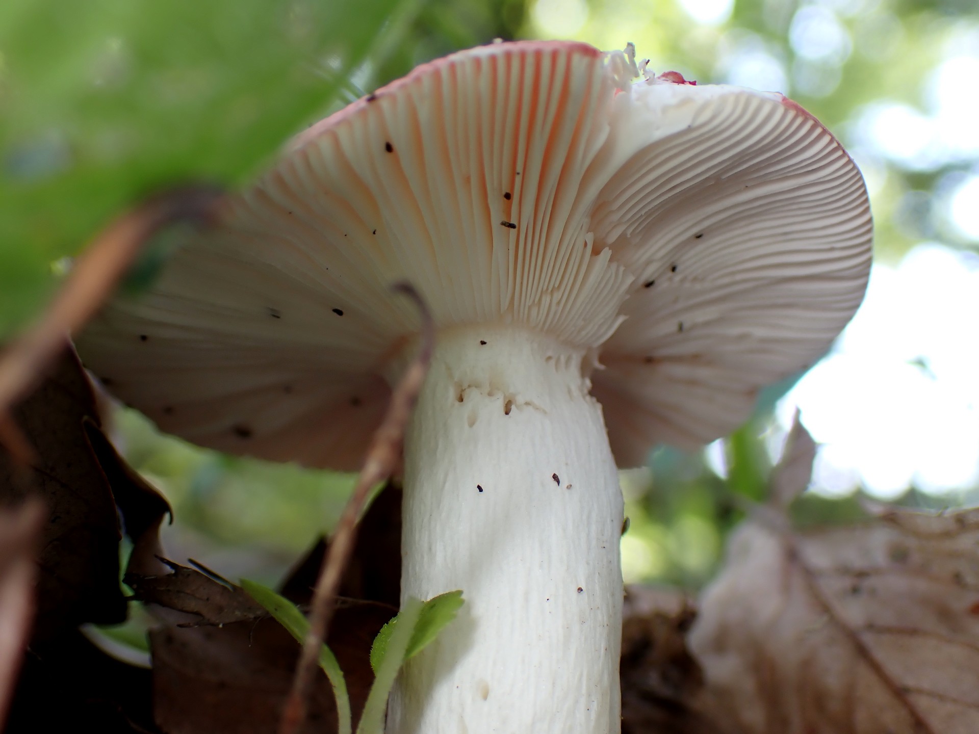 赤いベニタケのカサの裏の高画質写真です。横浜市 青葉区 寺家ふるさと村で、2024年5月29日に撮影したものです。