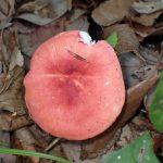 赤いベニタケの高画質写真です。横浜市 青葉区 寺家ふるさと村で、2024年5月29日に撮影したものです。