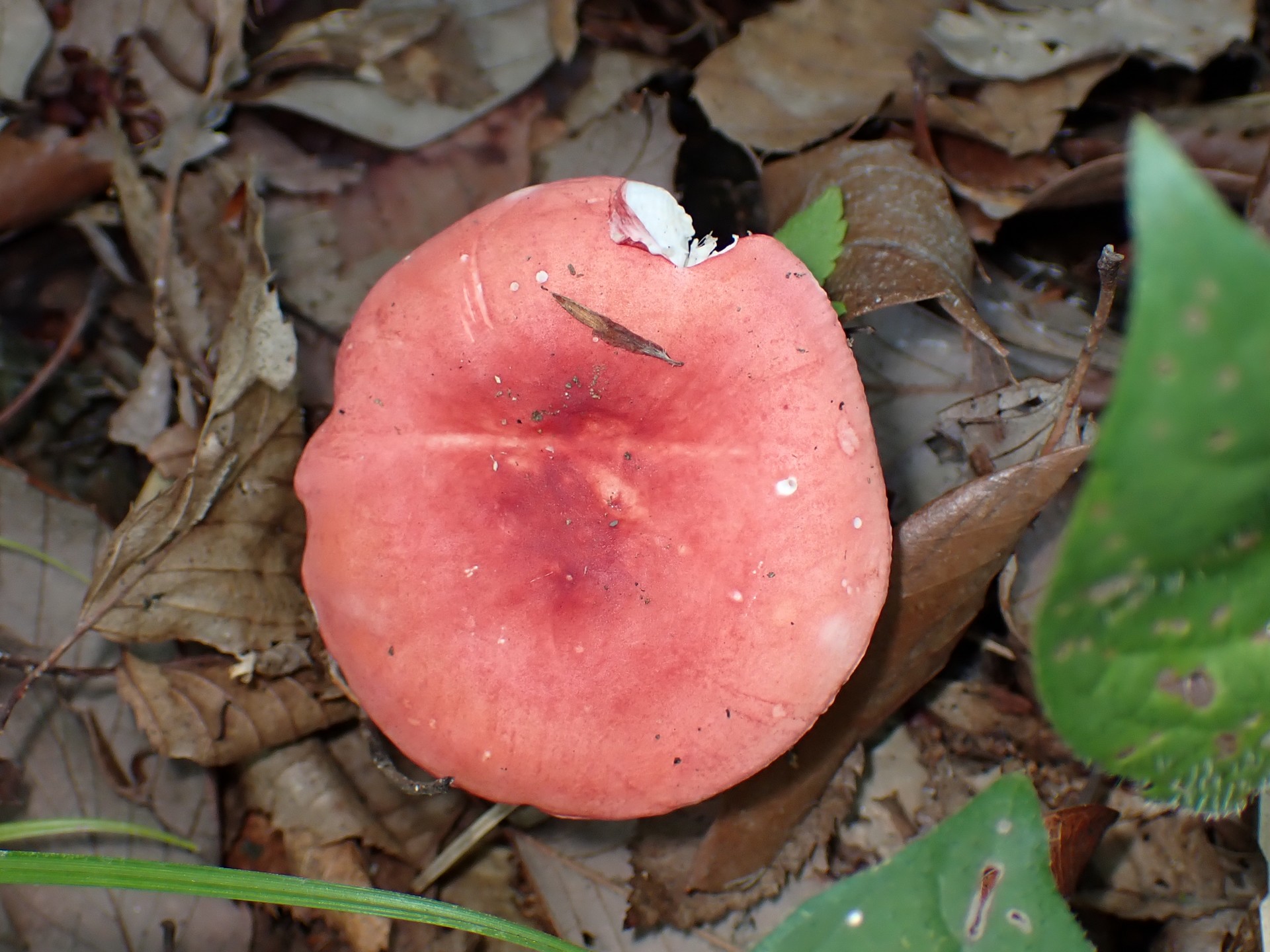 赤いベニタケの高画質写真です。横浜市 青葉区 寺家ふるさと村で、2024年5月29日に撮影したものです。