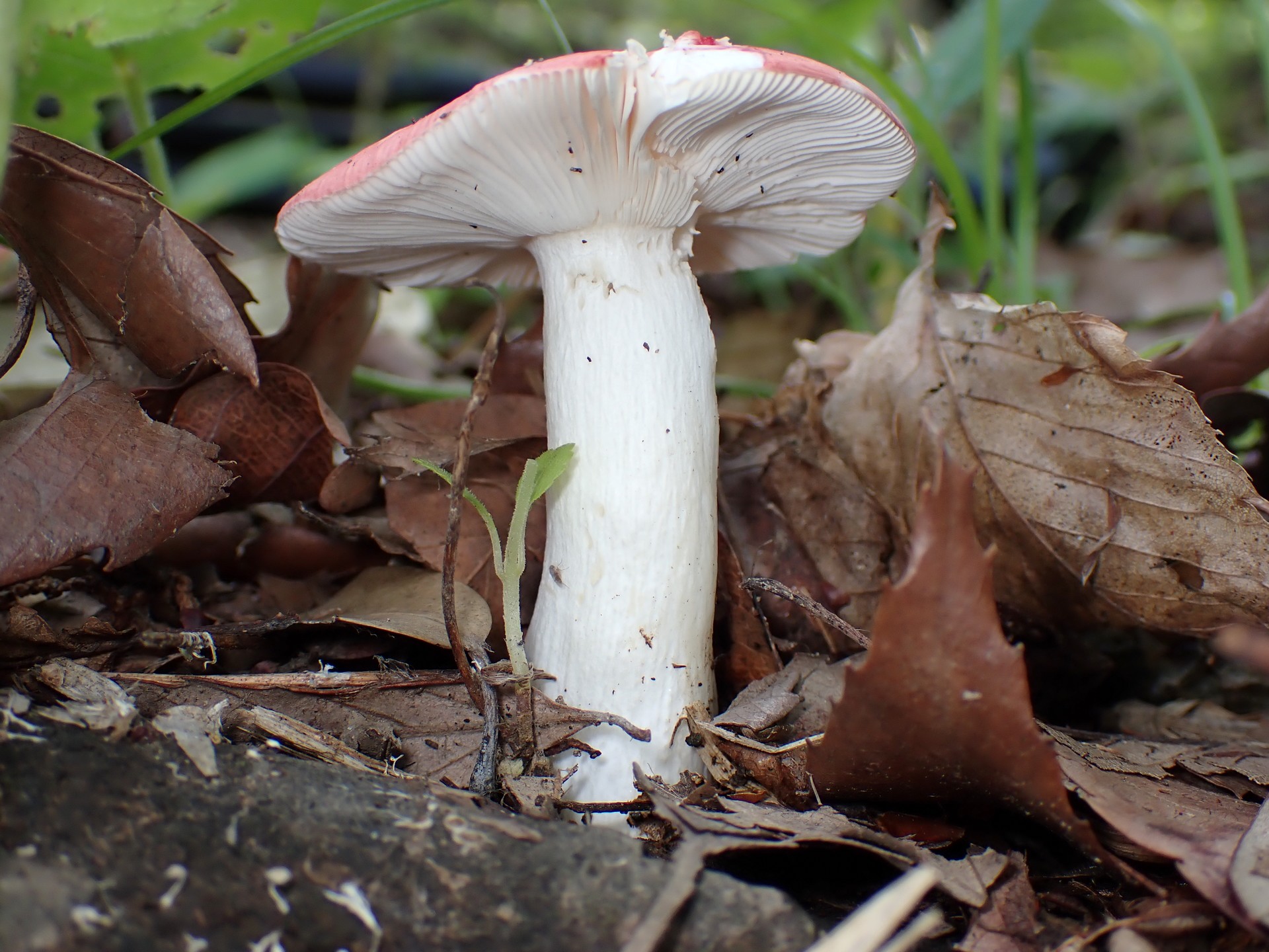 赤いベニタケの柄の高画質写真です。横浜市 青葉区 寺家ふるさと村で、2024年5月29日に撮影したものです。