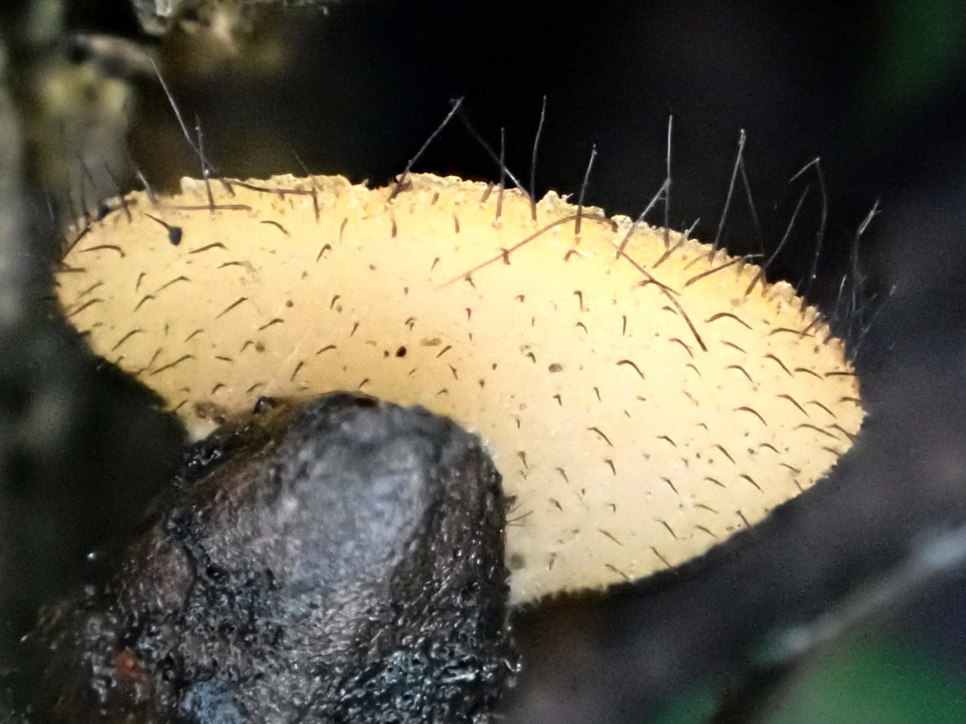 アラゲコベニチャワンタケのカサの裏側の高画質写真です。横浜市 青葉区 寺家ふるさと村で、2024年5月18日に撮影したものです。