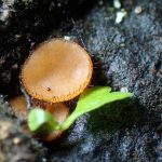 アラゲコベニチャワンタケの高画質写真です。横浜市 青葉区 寺家ふるさと村で、2024年5月15日に撮影したものです。