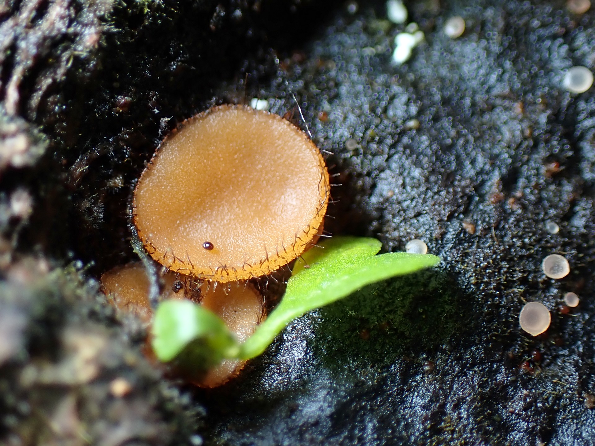 アラゲコベニチャワンタケの高画質写真です。横浜市 青葉区 寺家ふるさと村で、2024年5月15日に撮影したものです。