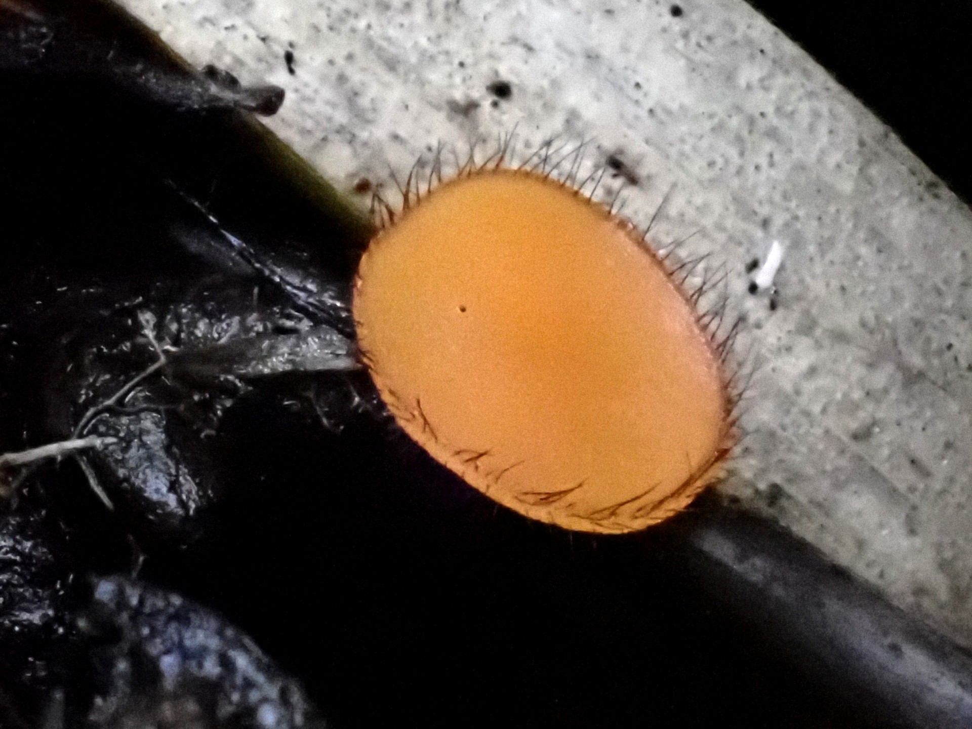 アラゲコベニチャワンタケの高画質写真です。横浜市 青葉区 寺家ふるさと村で、2024年5月17日に撮影したものです。