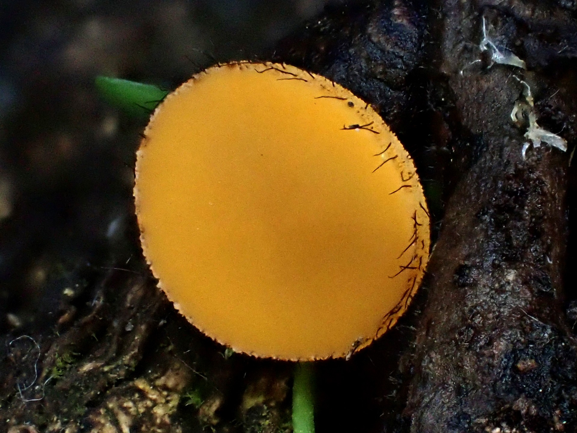 アラゲコベニチャワンタケの高画質写真です。横浜市 青葉区 寺家ふるさと村で、2024年5月18日に撮影したものです。