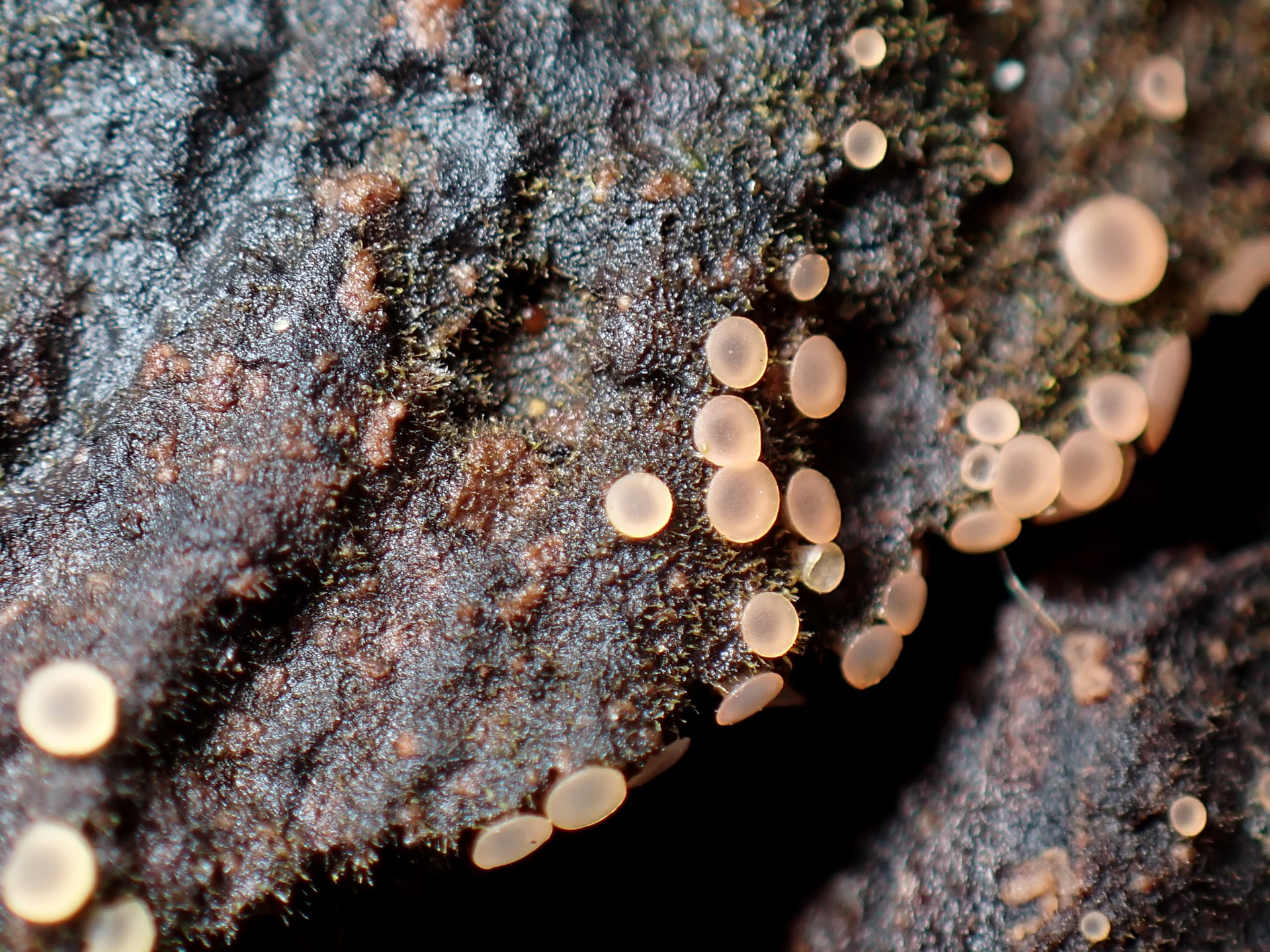 アラゲコベニチャワンタケの高画質写真です。横浜市 青葉区 寺家ふるさと村で、2024年5月17日に撮影したものです。