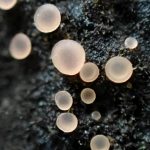 アラゲコベニチャワンタケの高画質写真です。横浜市 青葉区 寺家ふるさと村で、2024年5月17日に撮影したものです。