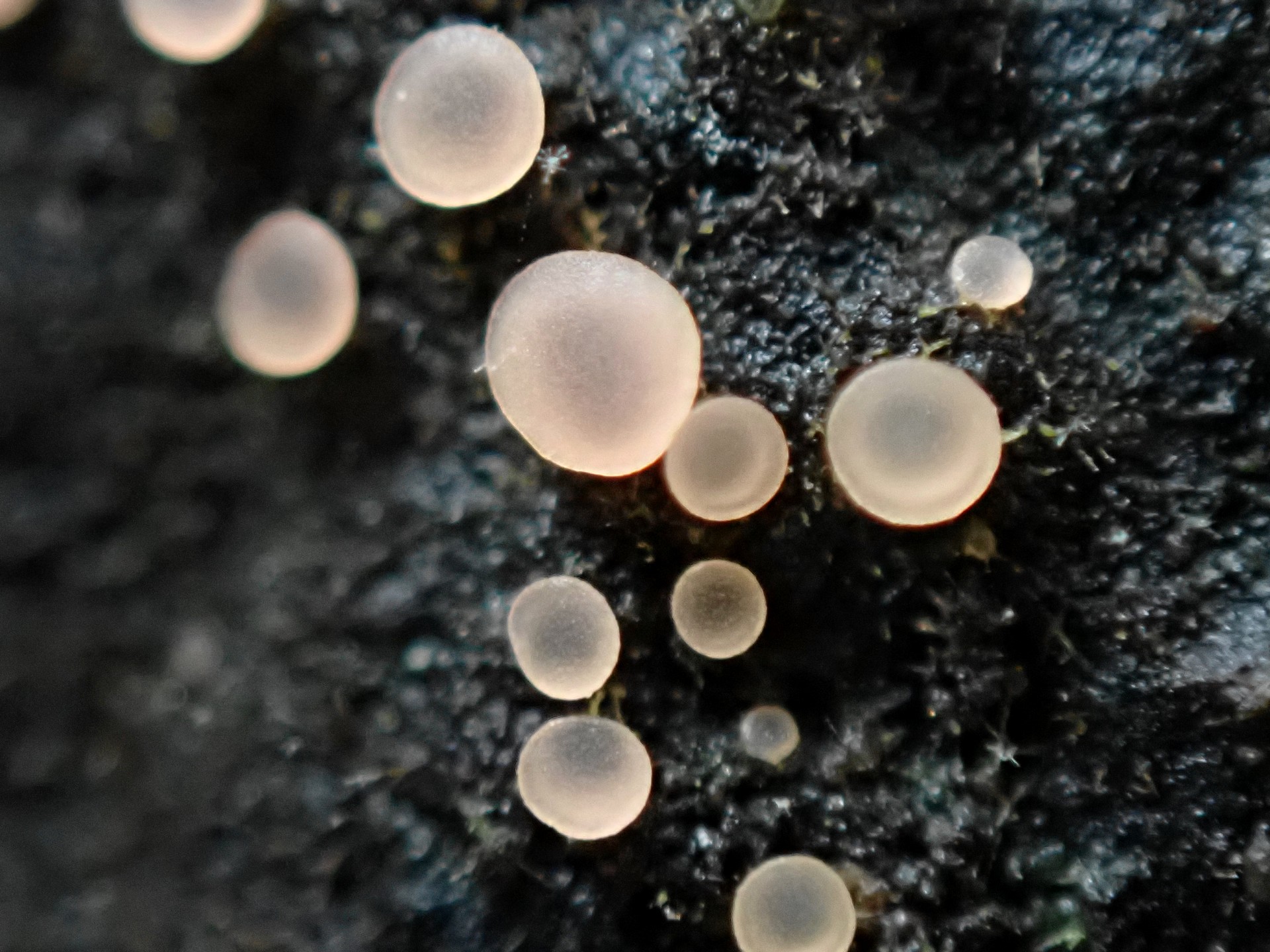 アラゲコベニチャワンタケの高画質写真です。横浜市 青葉区 寺家ふるさと村で、2024年5月17日に撮影したものです。