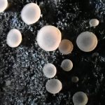 アラゲコベニチャワンタケの高画質写真です。横浜市 青葉区 寺家ふるさと村で、2024年5月18日に撮影したものです。