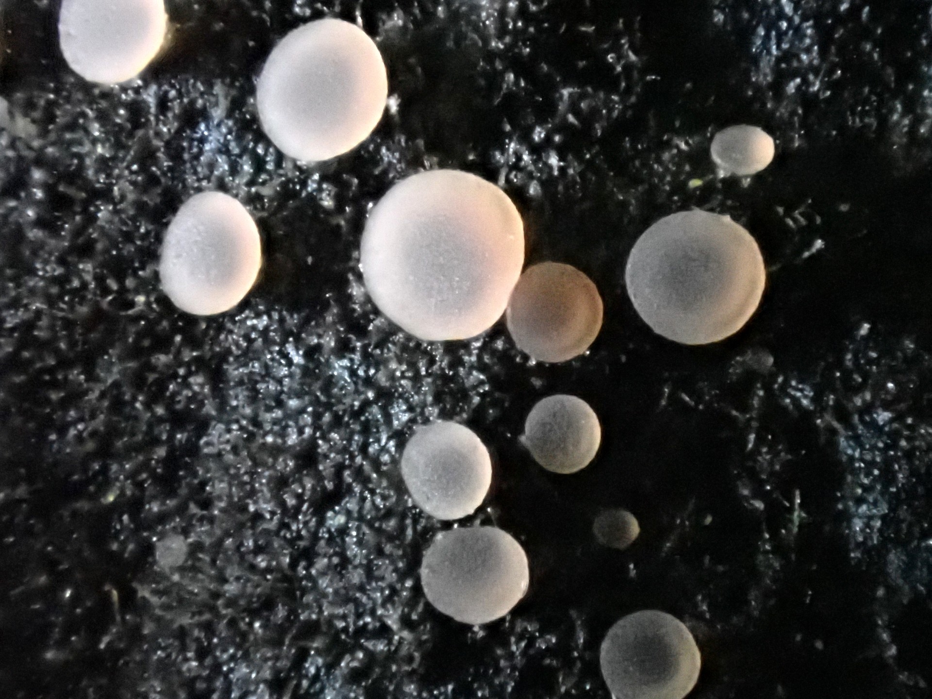 アラゲコベニチャワンタケの高画質写真です。横浜市 青葉区 寺家ふるさと村で、2024年5月18日に撮影したものです。