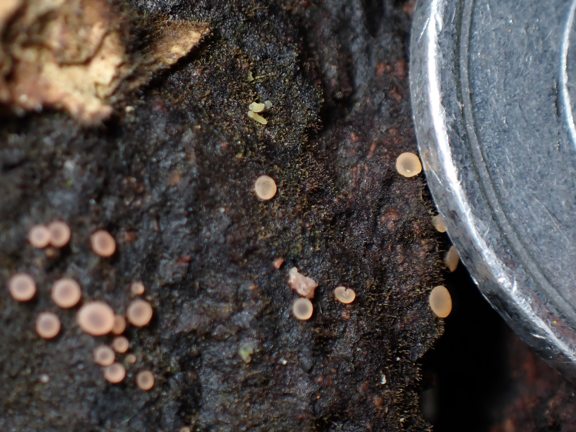 アラゲコベニチャワンタケの大きさを調べるため一円玉と一緒に写した写真です。横浜市 青葉区 寺家ふるさと村で、2024年5月18日に撮影したものです。