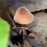 小さいきのこ の高画質写真です。横浜市 青葉区 寺家ふるさと村で、2024年5月4日に撮影したものです。