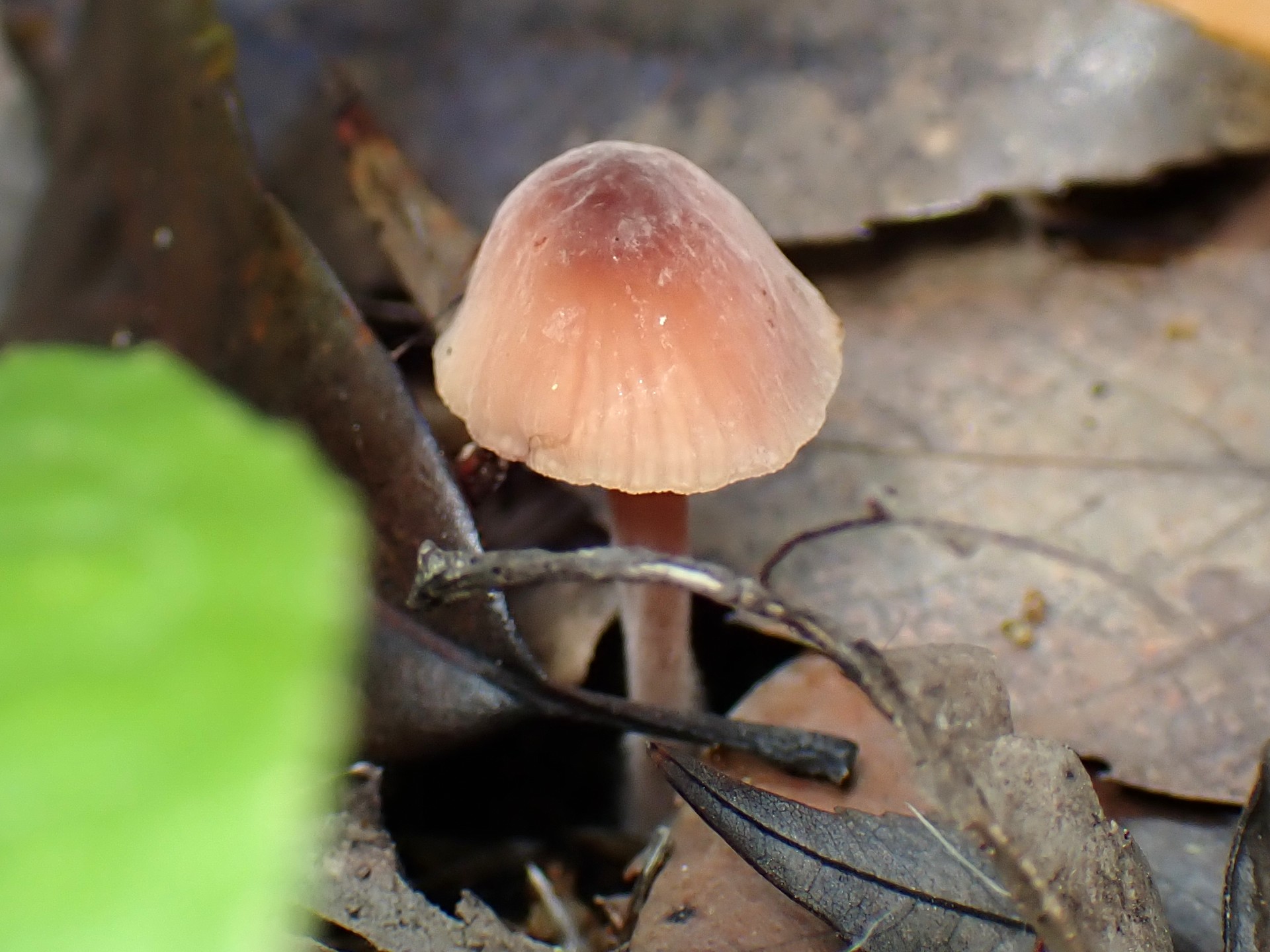 小さいきのこ の高画質写真です。横浜市 青葉区 寺家ふるさと村で、2024年5月4日に撮影したものです。