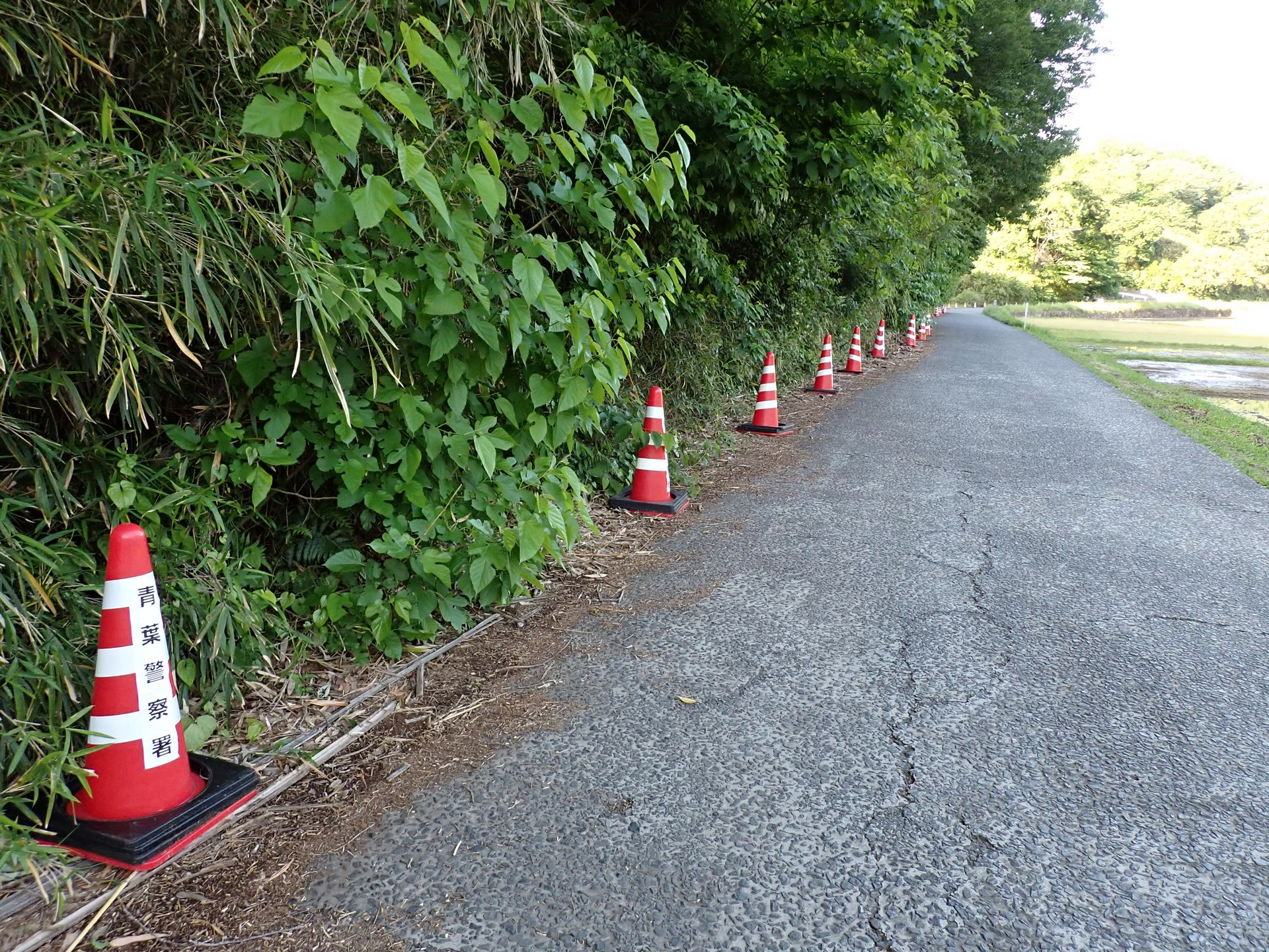 駐車禁止コーンが並んでいます。