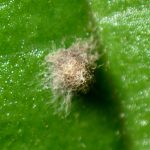 ダイミョウセセリの卵の拡大写真です。横浜市 青葉区 寺家ふるさと村で、2024年5月11日に撮影したものです。