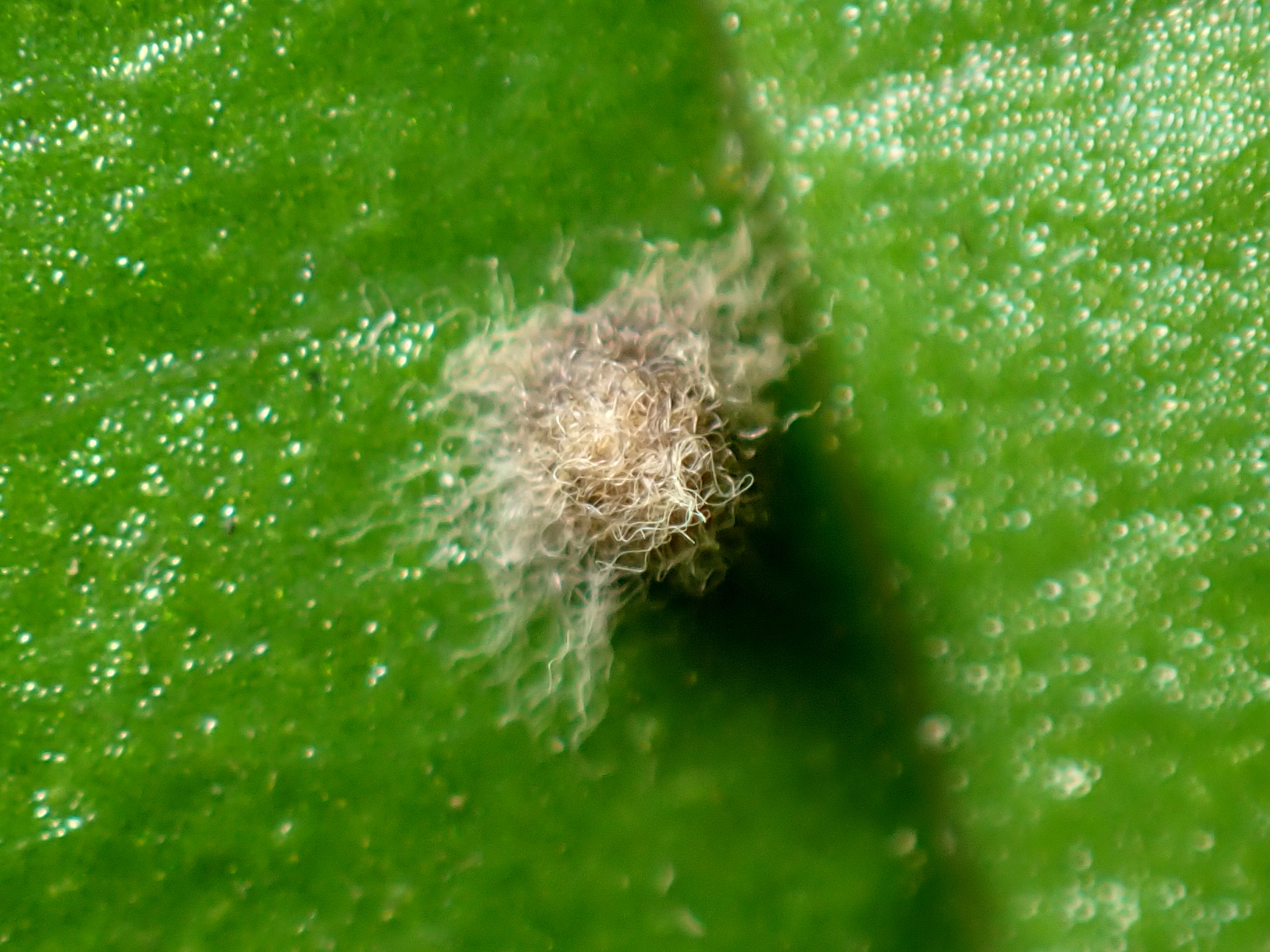 ダイミョウセセリの卵の拡大写真です。横浜市 青葉区 寺家ふるさと村で、2024年5月11日に撮影したものです。