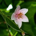 エゴノキの花の高画質写真です。横浜市 青葉区 寺家ふるさと村で、2024年5月20日に撮影したものです。