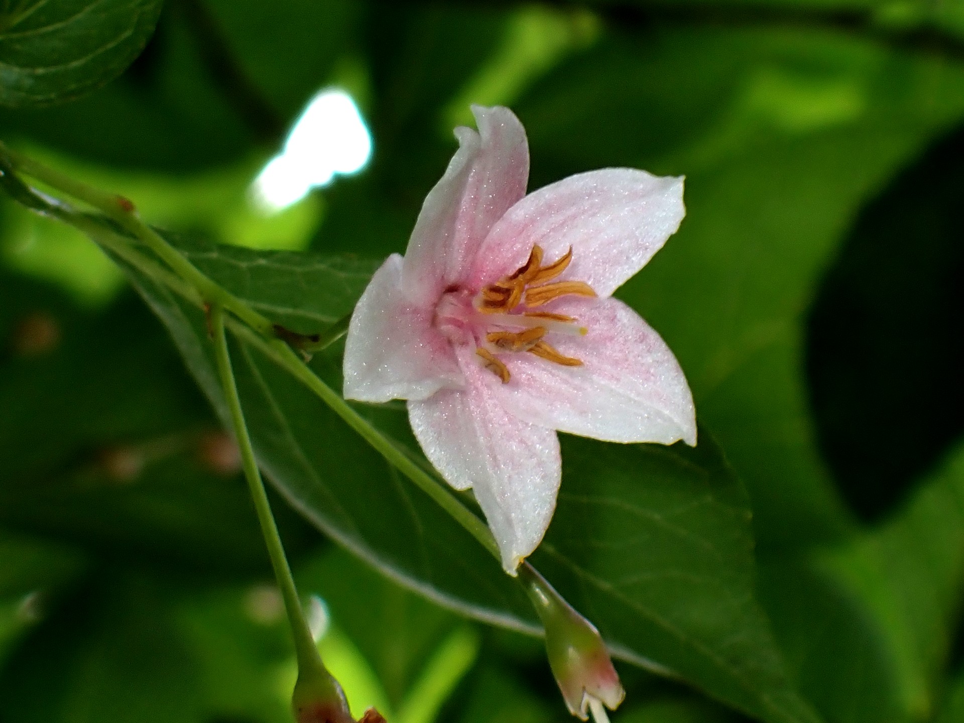 エゴノキの花の高画質写真です。横浜市 青葉区 寺家ふるさと村で、2024年5月20日に撮影したものです。