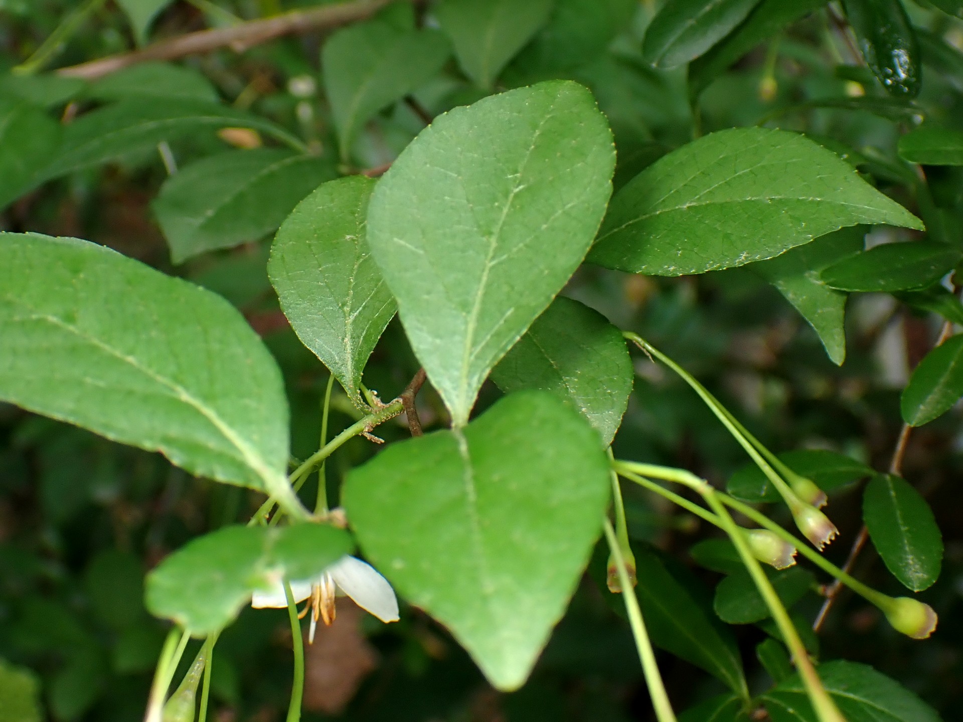 エゴノキの葉の高画質写真です。横浜市 青葉区 寺家ふるさと村で、2024年5月20日に撮影したものです。