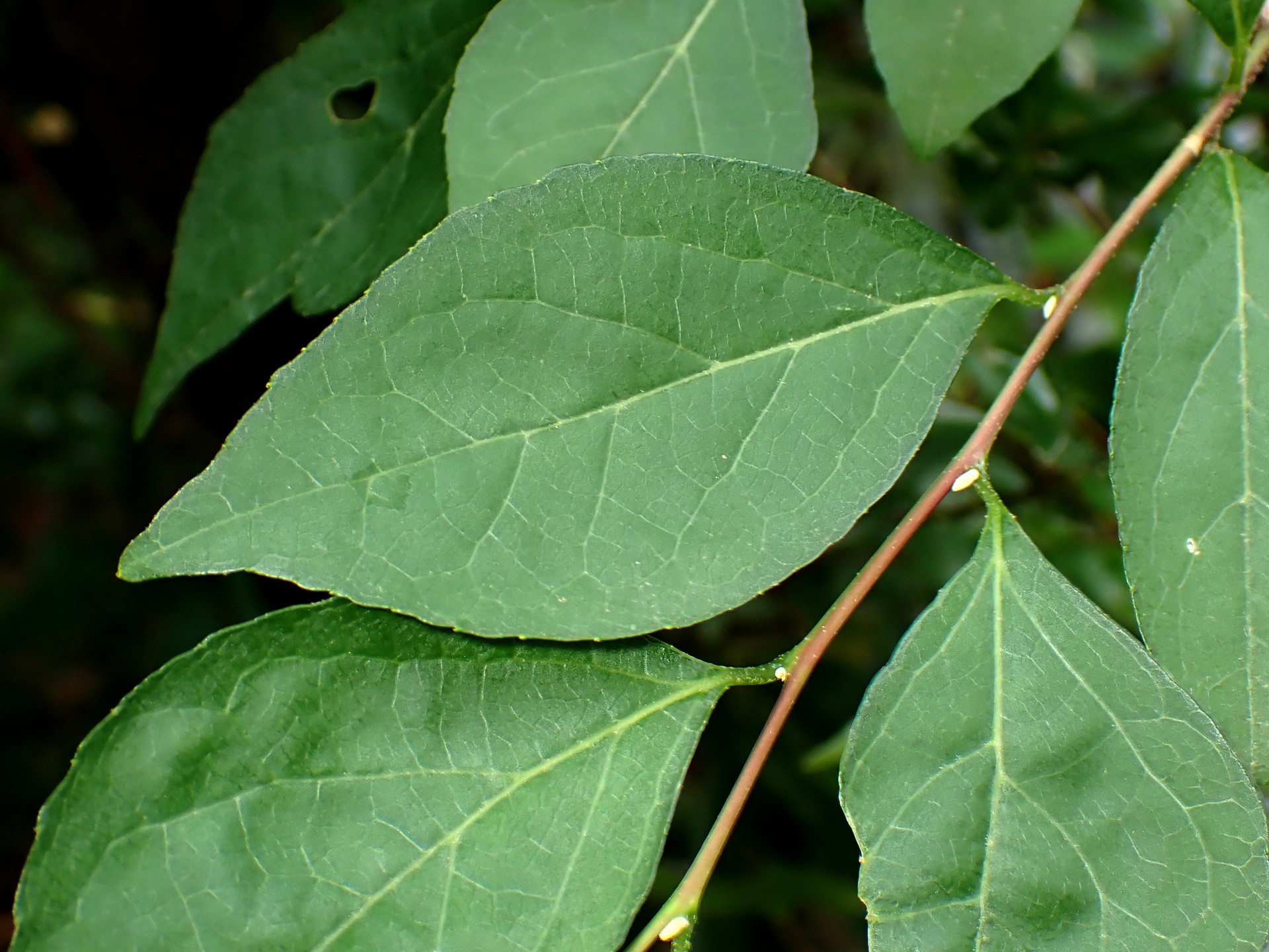 エゴノキの葉の高画質写真です。横浜市 青葉区 寺家ふるさと村で、2024年5月20日に撮影したものです。