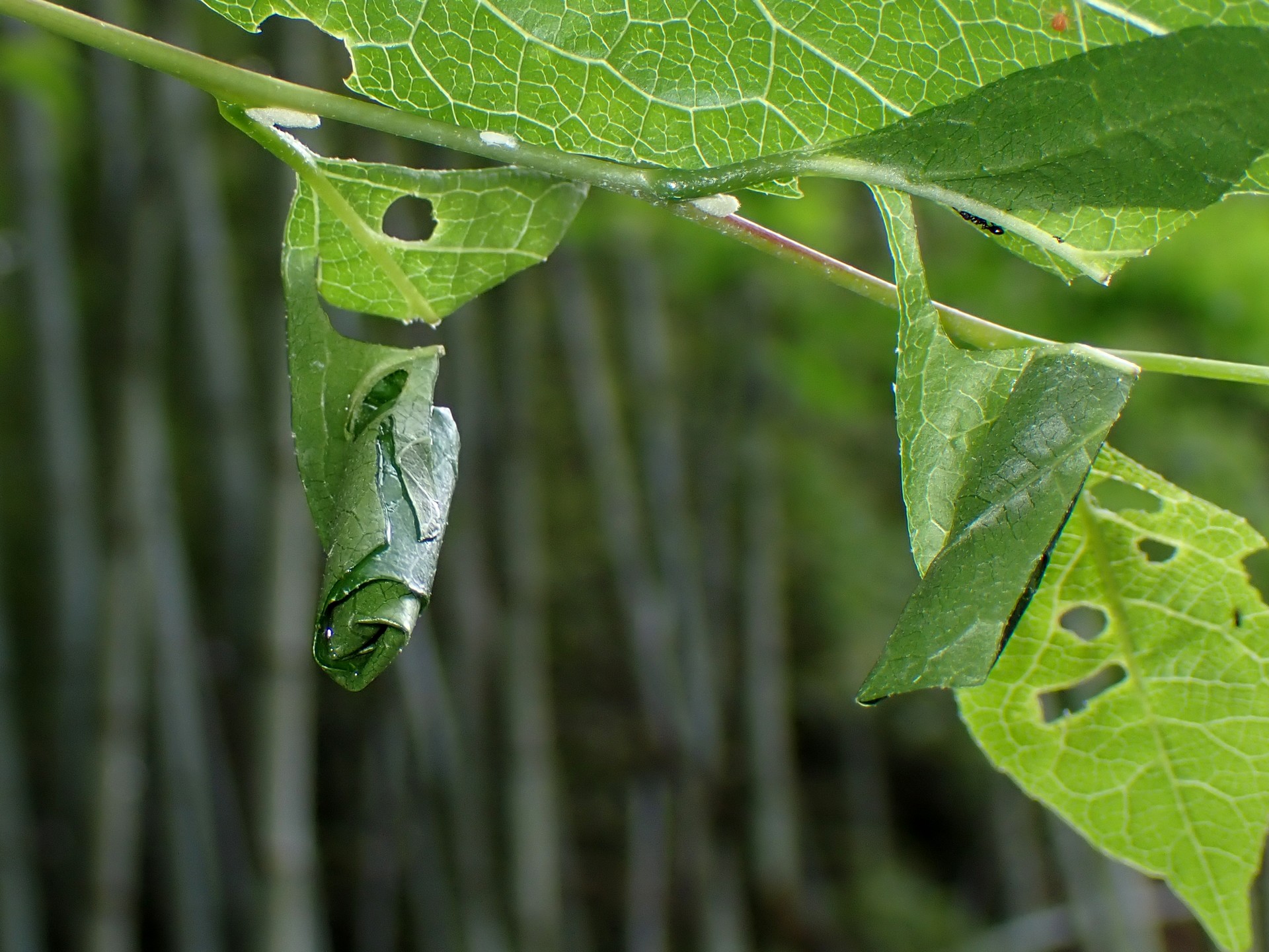 エゴノキの葉で作ったオトシブミの家の高画質写真です。横浜市 青葉区 寺家ふるさと村で、2024年5月20日に撮影したものです。