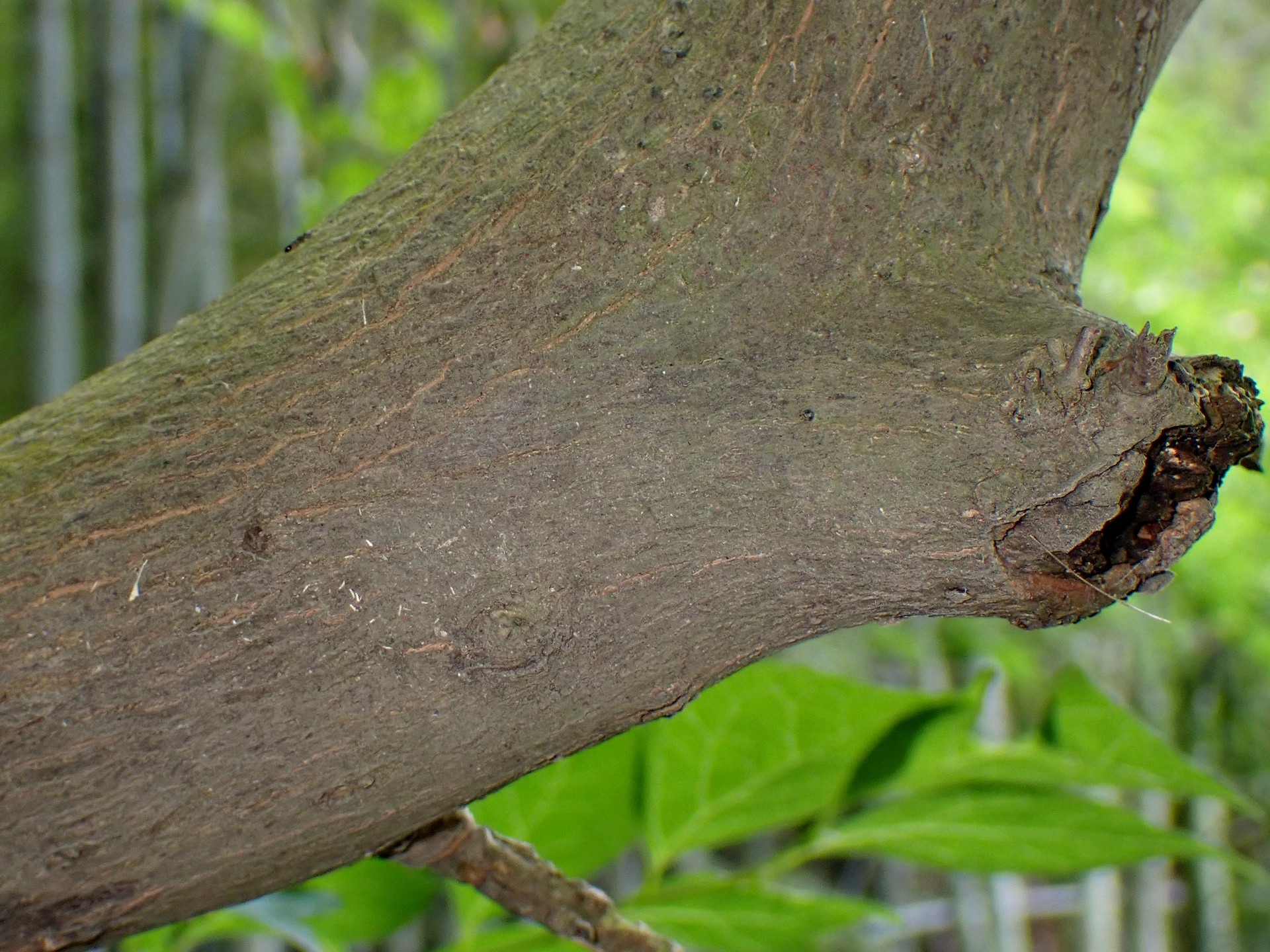 エゴノキの樹皮の高画質写真です。横浜市 青葉区 寺家ふるさと村で、2024年5月20日に撮影したものです。