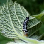 フクラスズメの幼虫の高画質写真です。横浜市 青葉区 寺家ふるさと村で、2024年5月11日に撮影したものです。