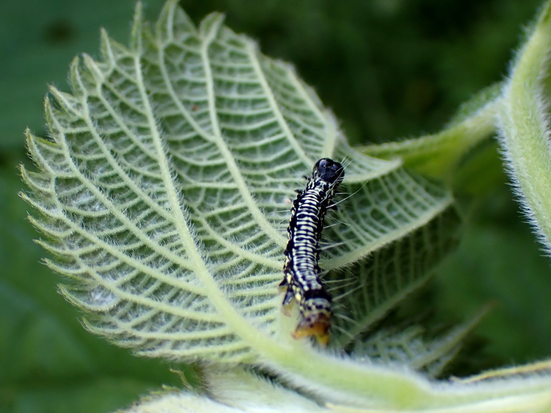 フクラスズメの幼虫の高画質写真です。横浜市 青葉区 寺家ふるさと村で、2024年5月11日に撮影したものです。