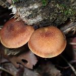 カサに点々、荒いヒダのキノコの写真です。横浜市 青葉区 寺家ふるさと村で、2024年5月10日に撮影したものです。