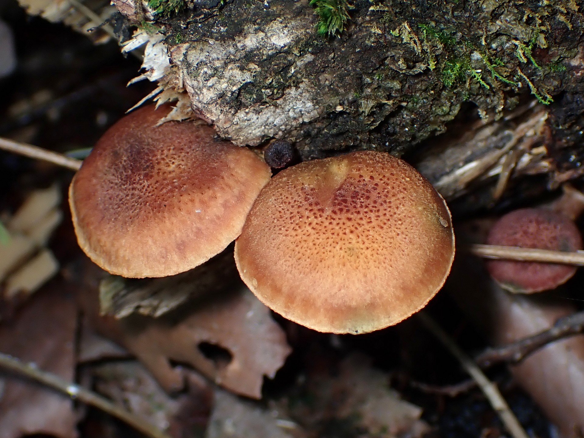 カサに点々、荒いヒダのキノコの写真です。横浜市 青葉区 寺家ふるさと村で、2024年5月10日に撮影したものです。