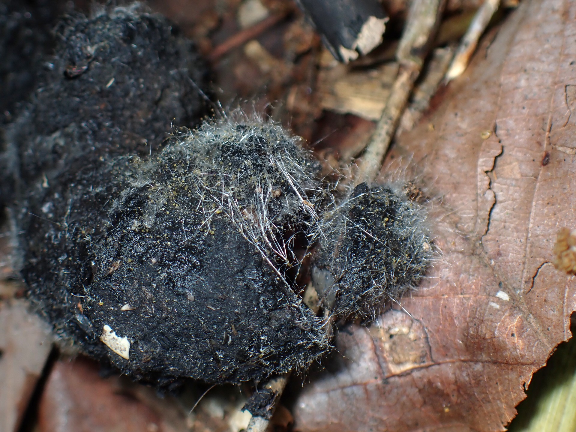 糞生菌の仲間の写真です。横浜市 青葉区 寺家ふるさと村で、2024年5月10日に撮影したものです。