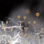 糞生菌の仲間の拡大写真です。横浜市 青葉区 寺家ふるさと村で、2024年5月10日に撮影したものです。