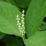 フタリシズカ の花の高画質写真です。横浜市 青葉区 寺家ふるさと村で、2024年5月5日に撮影したものです。