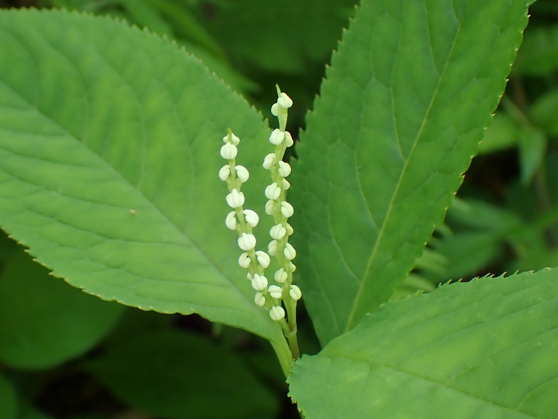 フタリシズカ の花の高画質写真です。横浜市 青葉区 寺家ふるさと村で、2024年5月5日に撮影したものです。