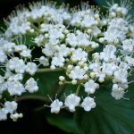 ガマズミの花の高画質写真です。横浜市 青葉区 寺家ふるさと村で、2024年5月18日に撮影したものです。