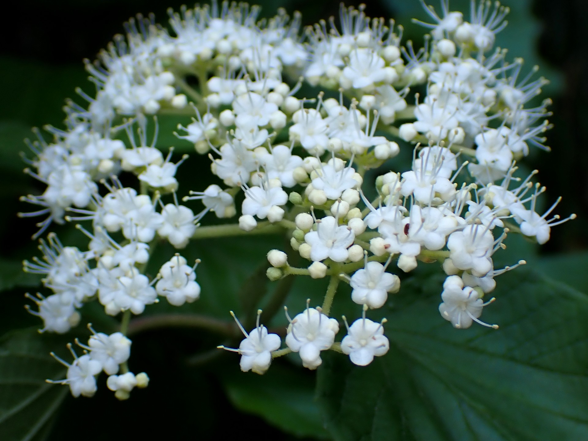 ガマズミの花の高画質写真です。横浜市 青葉区 寺家ふるさと村で、2024年5月18日に撮影したものです。