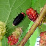 ゲンジボタルの高画質写真です。横浜市 青葉区 寺家ふるさと村で、2024年5月14日に撮影したものです。