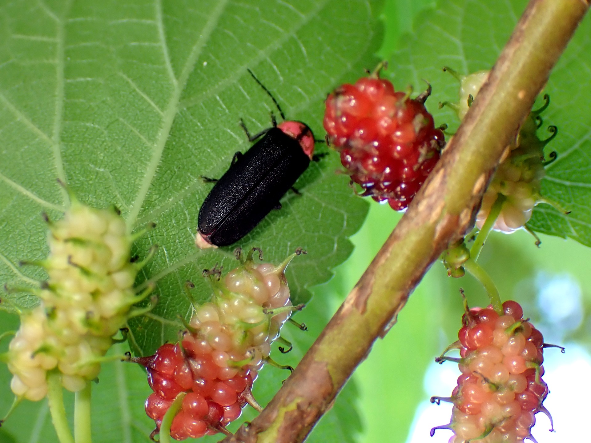 ゲンジボタルの高画質写真です。横浜市 青葉区 寺家ふるさと村で、2024年5月14日に撮影したものです。