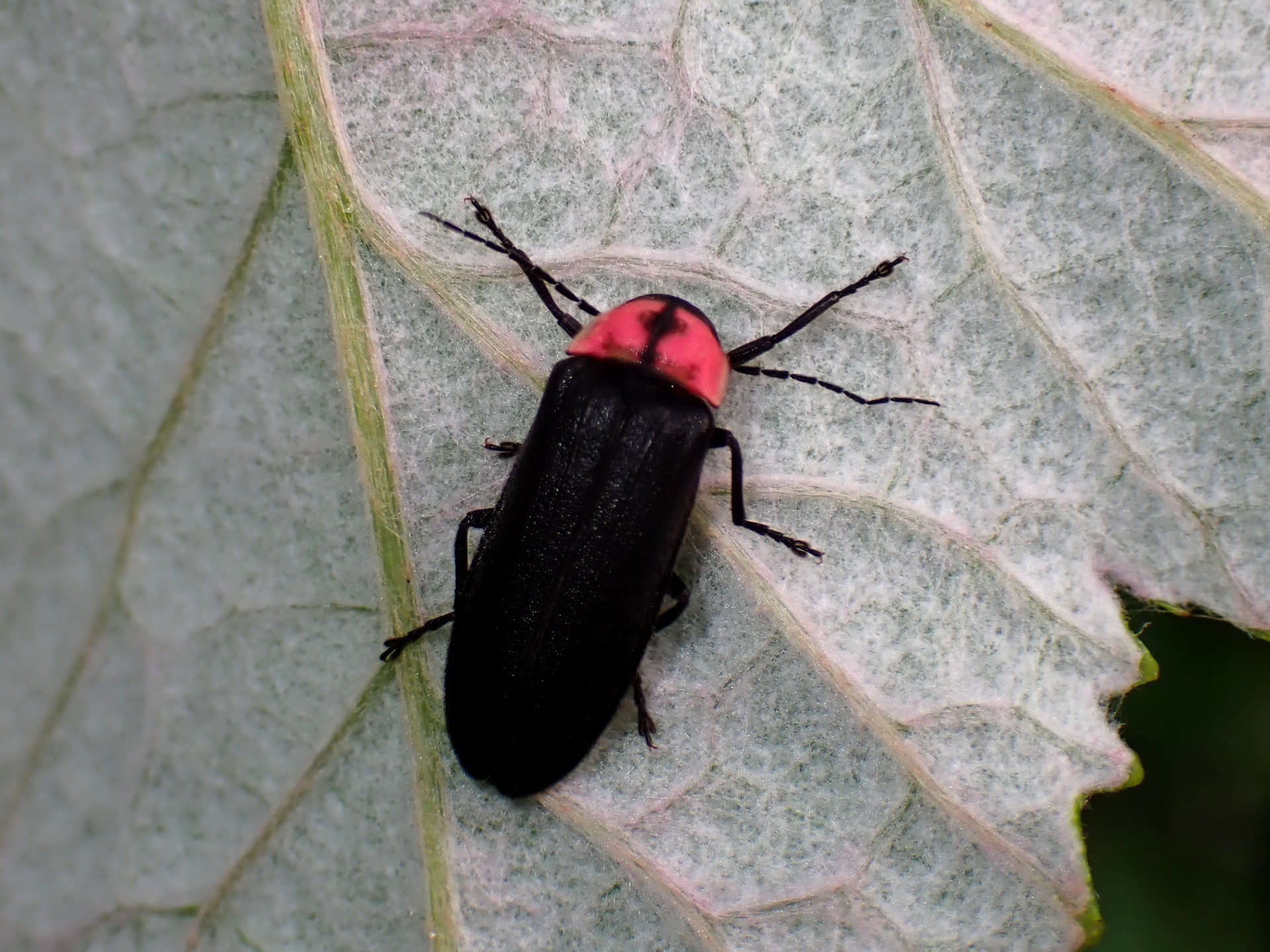 ゲンジボタルの高画質写真です。横浜市 青葉区 寺家ふるさと村で、2024年5月18日に撮影したものです。