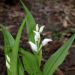 ギンランの花の高画質写真です。横浜市 青葉区 寺家ふるさと村で、2024年4月30日に撮影したものです。