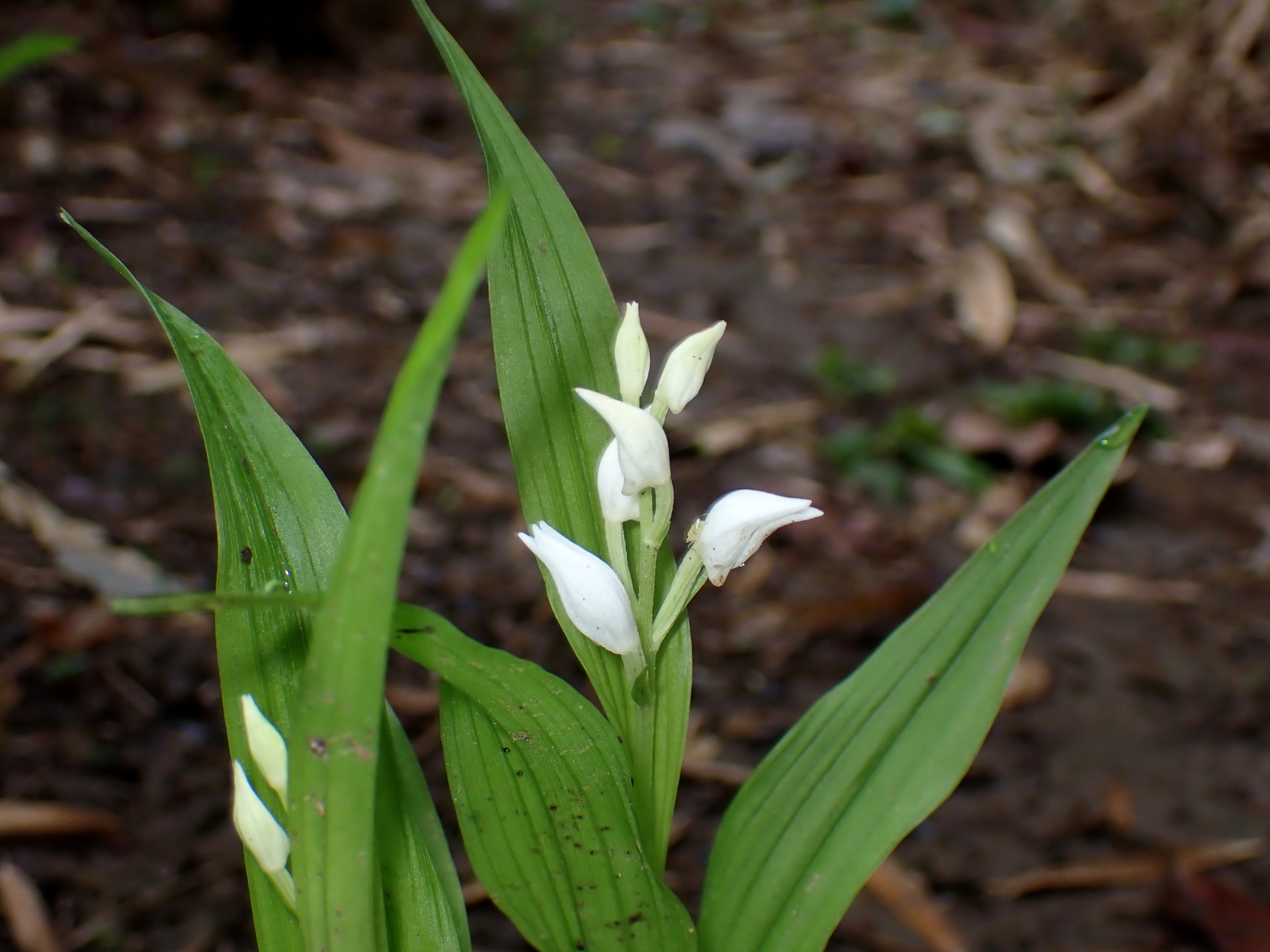 ギンランの花の高画質写真です。横浜市 青葉区 寺家ふるさと村で、2024年4月30日に撮影したものです。
