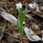 ギンランの変種と思われる花の写真です。横浜市 青葉区 寺家ふるさと村で、2024年5月6日に撮影したものです。