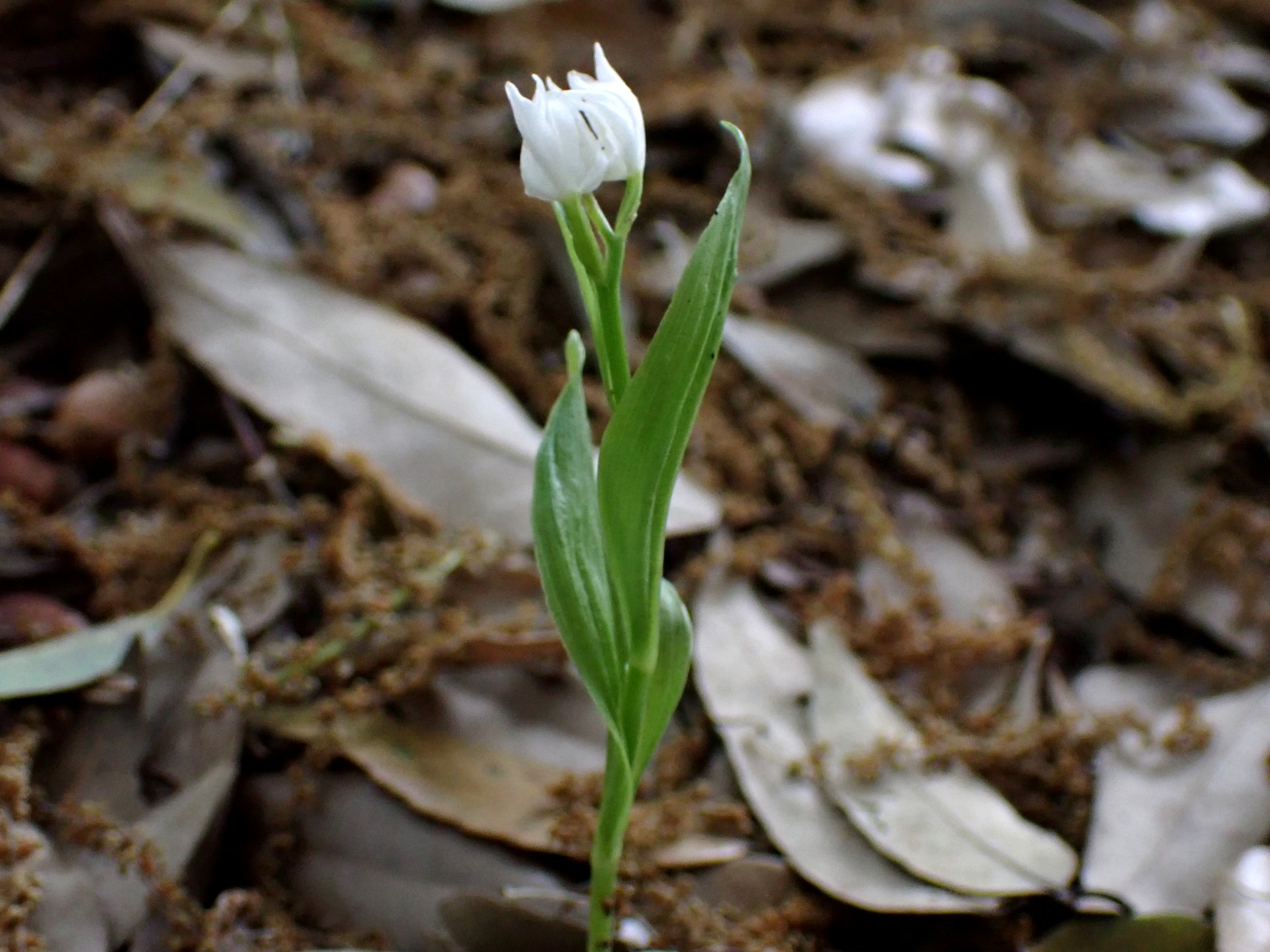 ギンランの変種と思われる花の写真です。横浜市 青葉区 寺家ふるさと村で、2024年5月6日に撮影したものです。