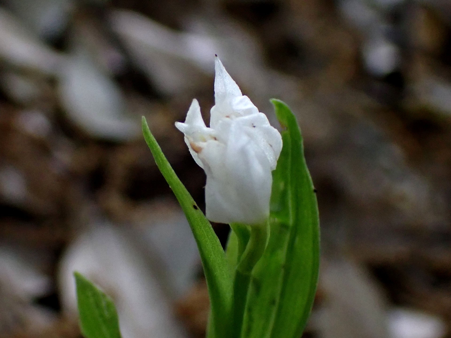 ギンランの変種と思われる花の写真です。横浜市 青葉区 寺家ふるさと村で、2024年5月6日に撮影したものです。